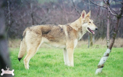 Saarloos Wolfdog (Saarloos wolfhond)