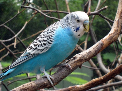 Budgies - fotó, leírás, tartalom, élelmiszer, vásárlás