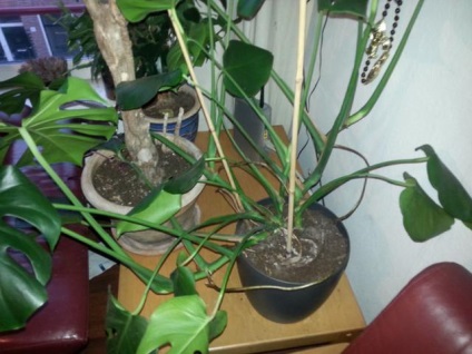 Повітряні корені - додаткові органи монстери і орхідей