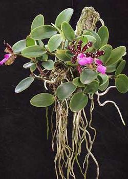 Повітряні корені - додаткові органи монстери і орхідей