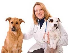 Lehetséges szövődmények után kutya sterilizálás