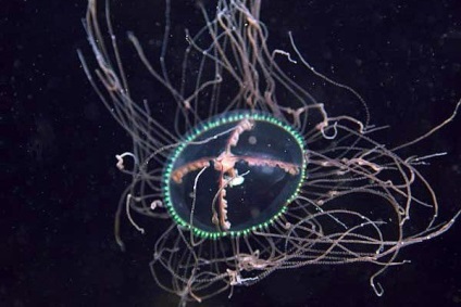 Vajon minden medúza veszélyesek az emberek, hogyan kell megkülönböztetni a veszélyes