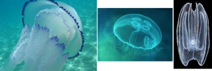 Vajon minden medúza veszélyesek az emberek, hogyan kell megkülönböztetni a veszélyes