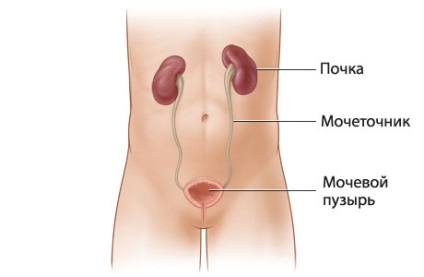 Krónikus veseelégtelenség gyermekekben - a tünetek, a megelőzés és a krónikus