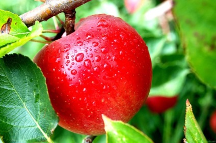 Apple előnyei és hátrányai, kalória (alma használni) Apple előnyei és hátrányai, kalória