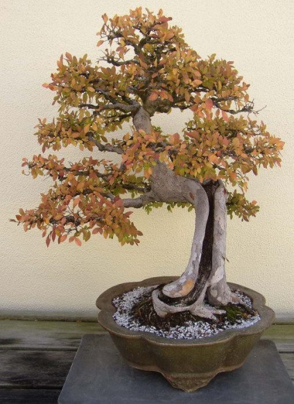 Japán art bonsai