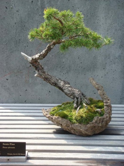 Japán art bonsai