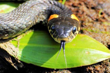 Miért kígyó kilóg a nyelve - és miért