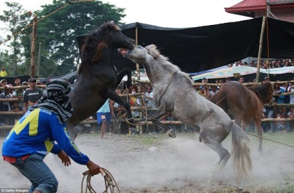 Tiltott ló harci