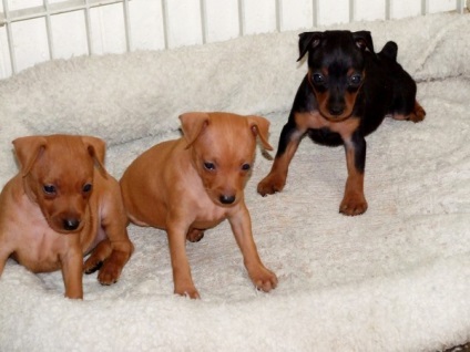 Kapunk egy kiskutyát zwergpinscher (akkor valószínűleg) Kapunk egy kiskutyát zwergpinscher
