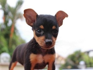Kapunk egy kölyök zwergpinscher (zwergpinscher) Kapunk egy kiskutyát zwergpinscher