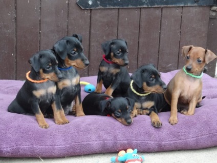 Kapunk egy kölyök zwergpinscher (zwergpinscher) Kapunk egy kiskutyát zwergpinscher