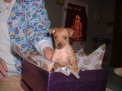 Kapunk egy kölyök zwergpinscher (kölyök) Kapunk egy kiskutyát zwergpinscher