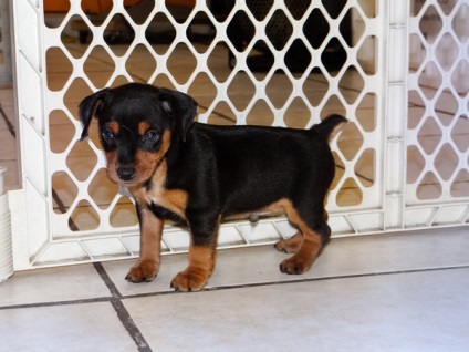 Kapunk egy kiskutyát zwergpinscher (akkor valószínűleg) Kapunk egy kiskutyát zwergpinscher