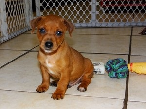 Kapunk egy kiskutyát zwergpinscher (akkor valószínűleg) Kapunk egy kiskutyát zwergpinscher