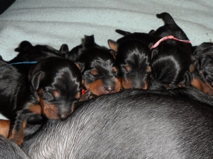 Kapunk egy kölyök zwergpinscher (a megfelelő ellátást) Kapunk egy kiskutyát zwergpinscher