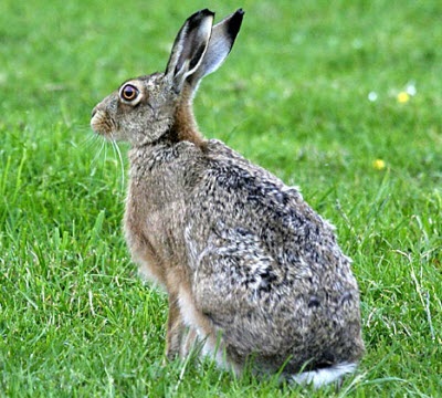 Hare, általános információk