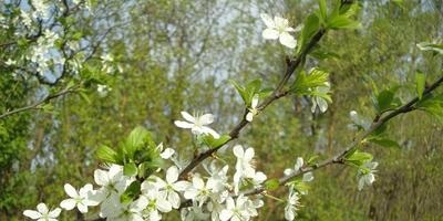 Zöldek féle zöldek, növekvő, gondozás és tárolási módszerek