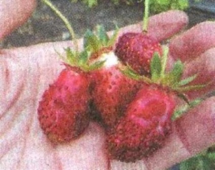 Zemklunika kultúra, fajták - szibériai Gardens (bokrok átlagos magasságú) Zemklunika kultúra, fajták - Kert Szibériában