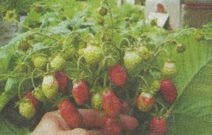 Zemklunika kultúra, fajták - Kert Szibéria (eper) Zemklunika kultúra, fajták - Kert Szibériában