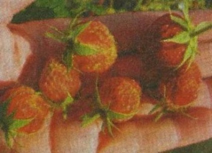 Zemklunika kultúra, fajták - Kert Szibéria (fajta) Zemklunika kultúra, fajták - Kert Szibériában