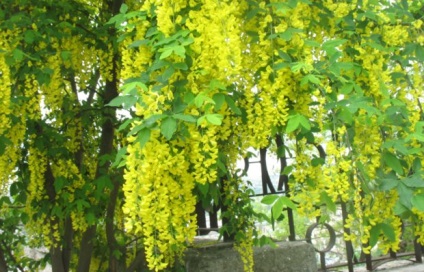 Sárga akác (Caragana arborescens) ültetés, gondozás és felhasználása