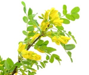Sárga akác (Caragana arborescens) ültetés, gondozás és felhasználása