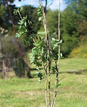 Sárga akác (Caragana arborescens) ültetés, gondozás és felhasználása