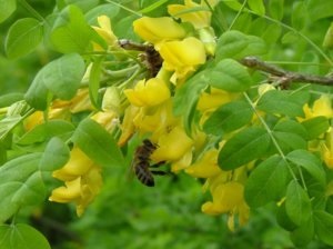 Sárga akác (Caragana arborescens) ültetés, gondozás és felhasználása