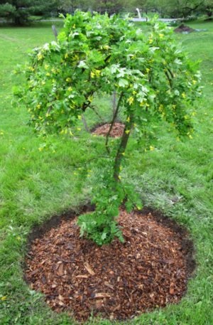 Sárga akác (Caragana arborescens) ültetés, gondozás és felhasználása