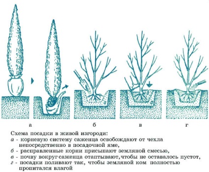 Hedge galagonya - eredeti rendezési kertvárosi övezetben (élő) Hedge galagonya - eredeti rendezési kertvárosi övezetben