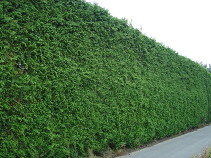 Hedge galagonya - eredeti rendezési kertvárosi övezetben (hedge fotó galagonya) Hedge galagonya - eredeti rendezési kertvárosi övezetben