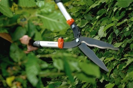 Hedge galagonya - eredeti rendezési kertvárosi övezetben (élő) Hedge galagonya - eredeti rendezési kertvárosi övezetben