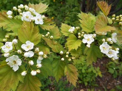 Hedge galagonya - eredeti rendezési kertvárosi övezetben (Hedge galagonya) Hedge galagonya - eredeti rendezési kertvárosi övezetben