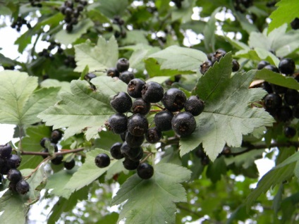 Hedge galagonya - eredeti rendezési kertvárosi övezetben (galagonya sövény) Hedge galagonya - eredeti rendezési kertvárosi övezetben