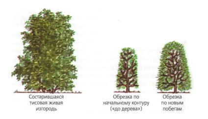 Hedge galagonya - eredeti rendezési kertvárosi övezetben (galagonya) Hedge galagonya - eredeti rendezési kertvárosi övezetben