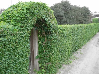 Hedge galagonya - eredeti rendezési kertvárosi övezetben (élő) Hedge galagonya - eredeti rendezési kertvárosi övezetben