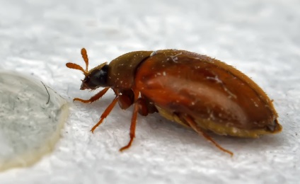 Szőnyeg bogár Beetle -, hogyan lehet megszabadulni a lakás, képek (lakás) Szőnyeg bogár Beetle -, hogyan lehet megszabadulni a lakás, fotók