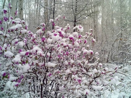 telelő rododendronok