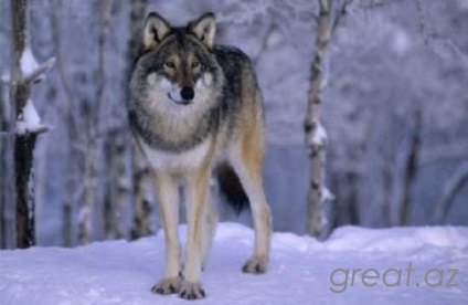 10 kevéssé ismert tényeket farkasok