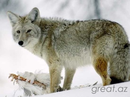 10 kevéssé ismert tényeket farkasok