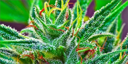 10 minőségi bizonyítékok csomók kender, cannabis használatát