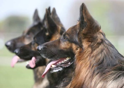 15 fajta kutyák, amelyeket nem ajánlott kezdőknek, poli állatorvos