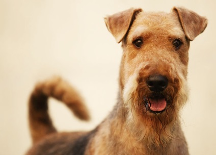 15 fajta kutyák, amelyeket nem ajánlott kezdőknek, poli állatorvos