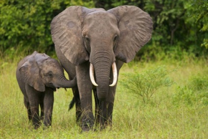 20 érdekes tény az elefántok
