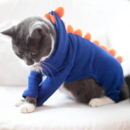 27 jelmezek macskák, amely lehetővé tenné a napi szórakozás, ruha