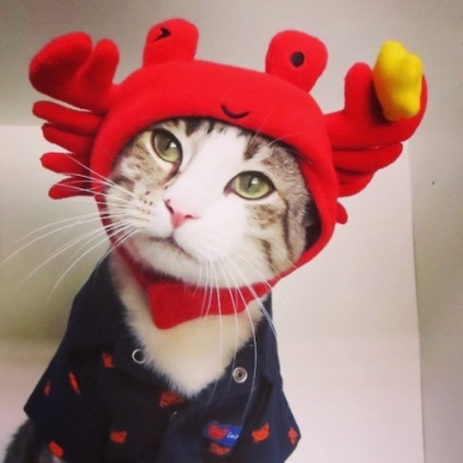 27 jelmezek macskák, amely lehetővé tenné a napi szórakozás, ruha