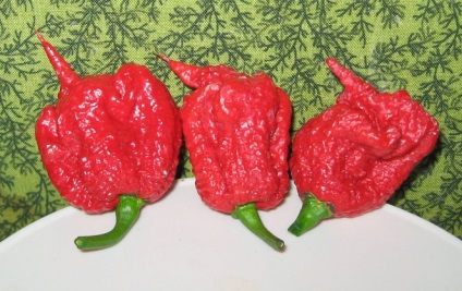 5. A legtöbb csípős paprika, Orosz hét (égő) 5. A legtöbb csípős paprika, orosz Seven