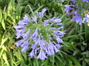 Agapanthus ültetés és gondozás a nyílt terepen magok szorzás