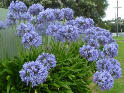 Agapanthus az otthoni ültetés, gondozás a nyílt terepen, fotó